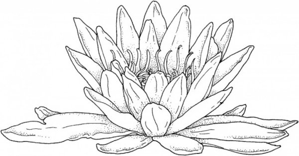 Раскраска цветок кувшинка