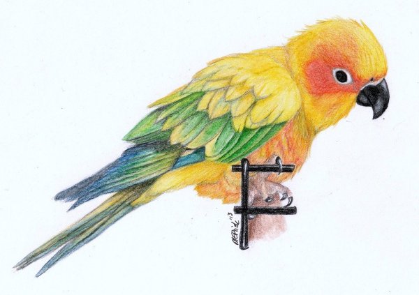 Попугай цветным карандашом для детей