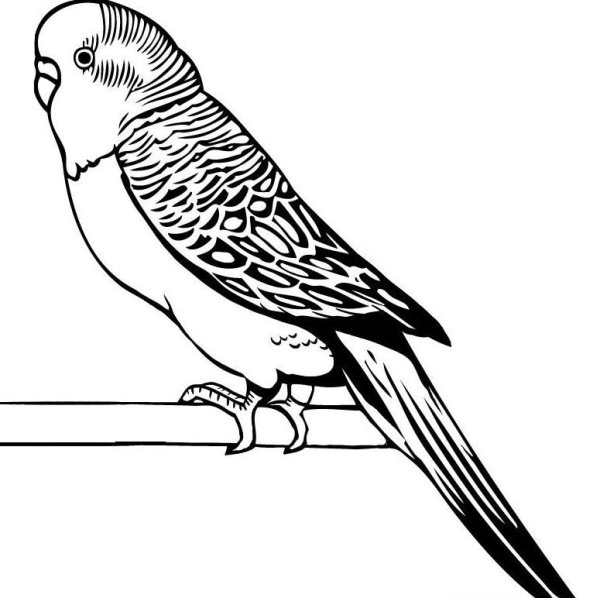Волнистый попугай раскраска