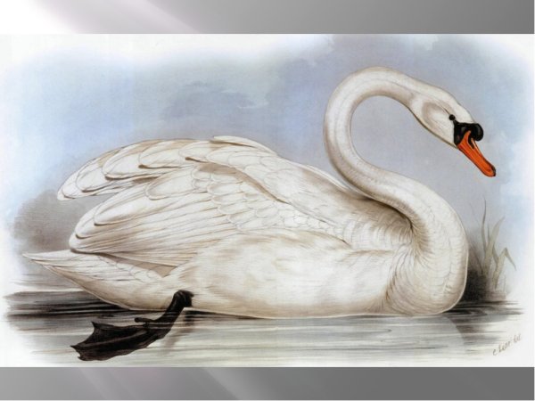 Лебедь для детей