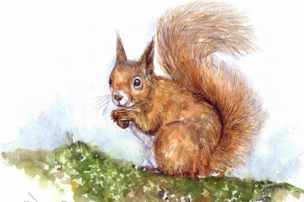 Рисуночки белок
