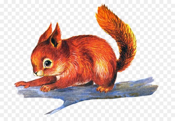 Белка акварелью