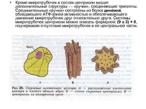 Клеточный центр строение и функции рисунок