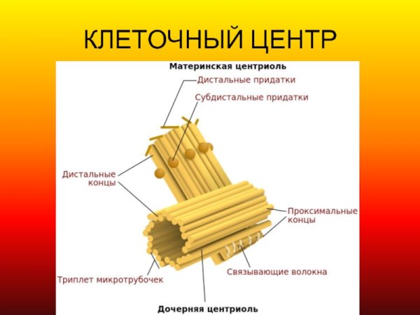 Центросома (клеточный центр) гистология