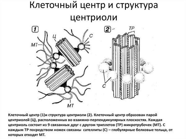 Строение центриоли клетки