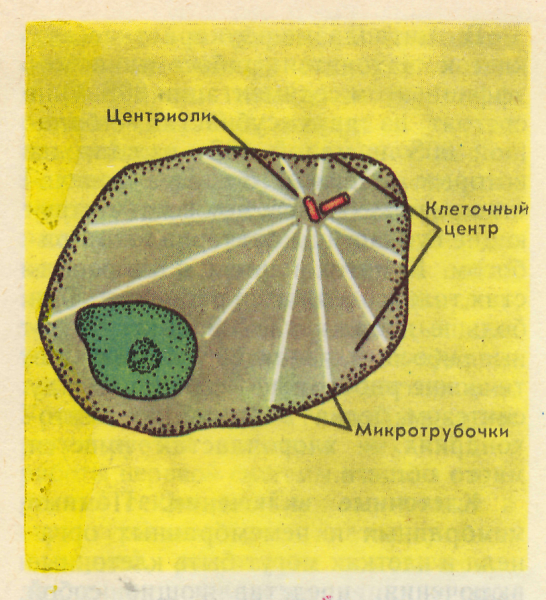 Клеточный центр в клетке рисунок