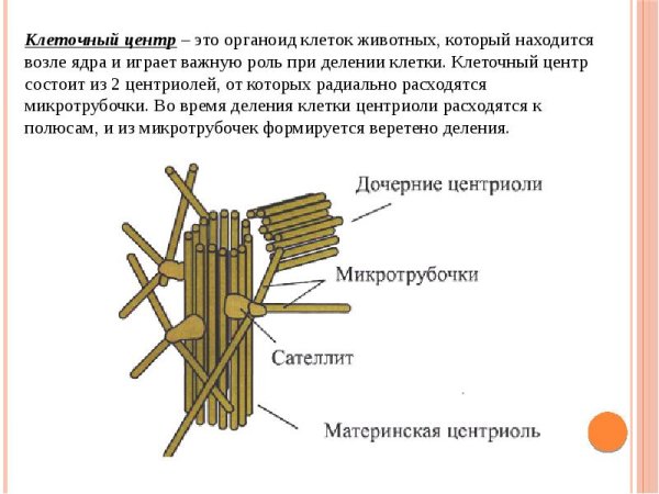 Клеточные органоиды клеточный центр