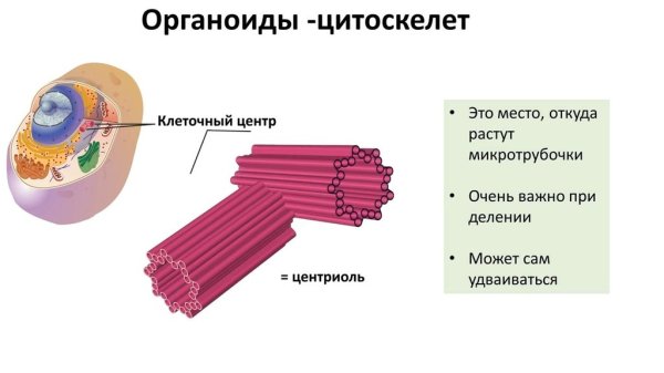 Строение клеточного центра эукариотической клетки