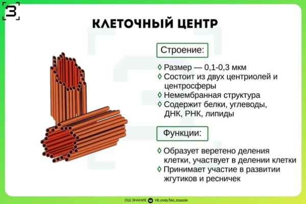 Клеточный центр строение и функции анатомия