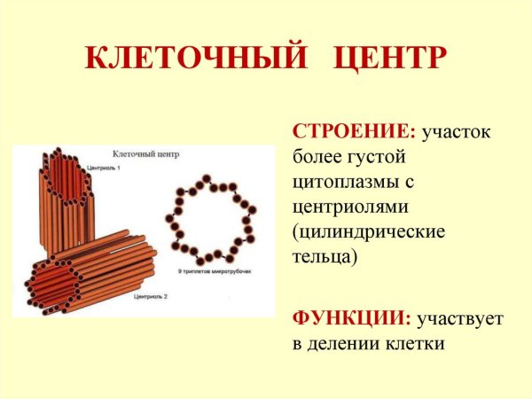 Клеточный центр строение и функции кратко