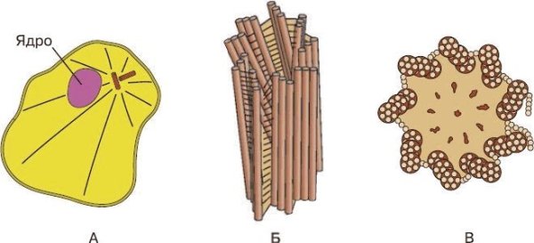 Строение клеточного центра рис 29