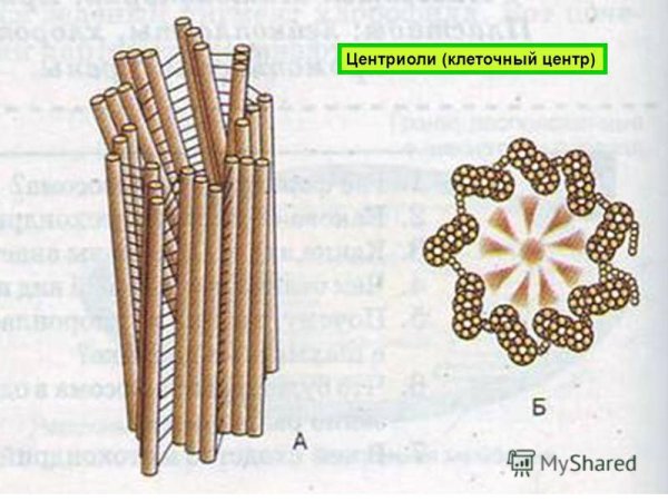 Центриоли строение