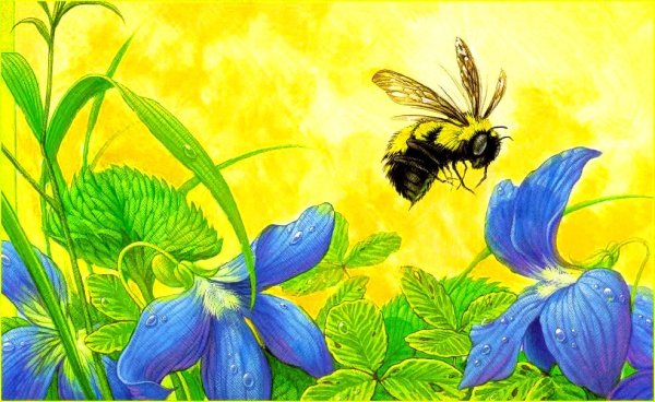 Шмель рисунок