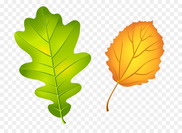 Листья для дошкольников