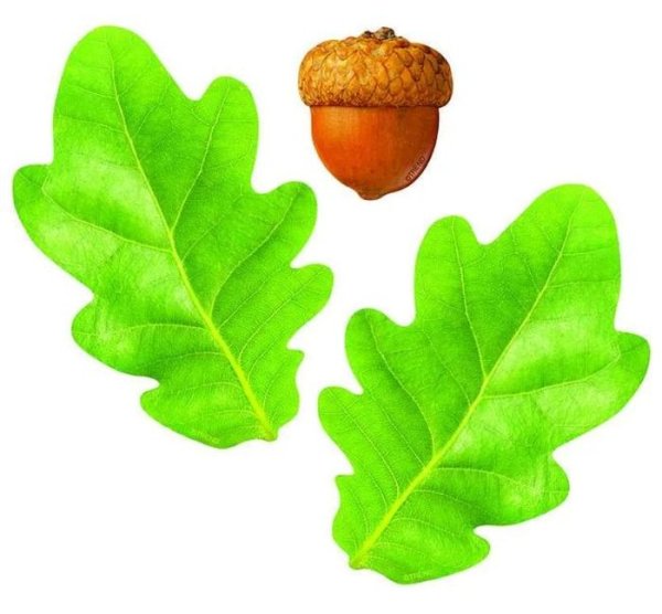 Дубовый лист с желудями