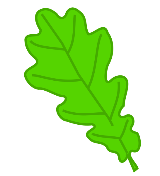 Листок дуба