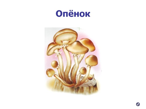 Рисунок грибов опят