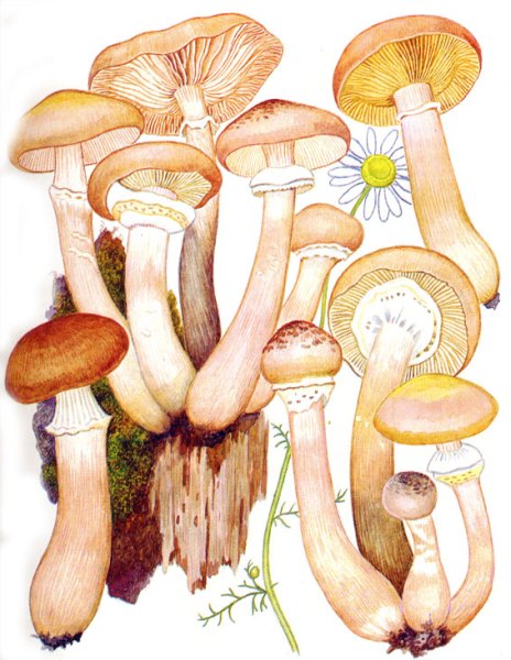 Гриб опёнок оссеннийрисунок