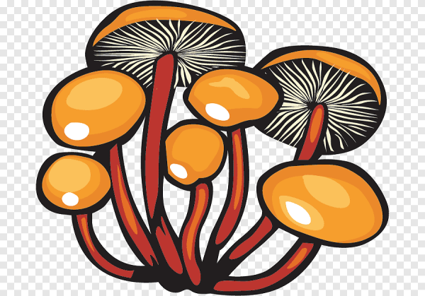 Грибы опята для детей