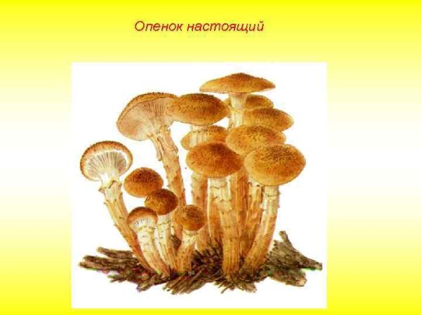 Опята строение