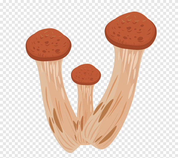 Опята клипарт на прозрачном фоне