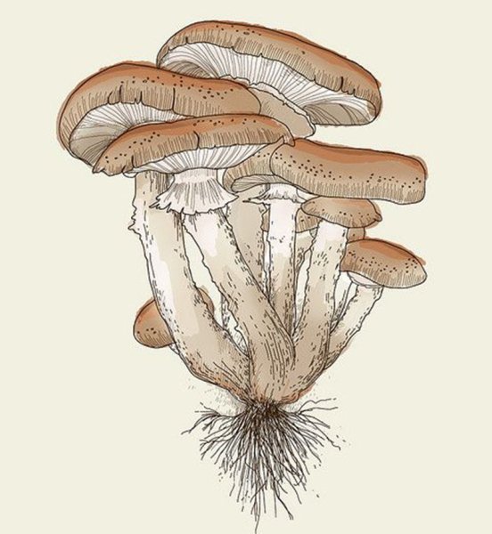 Ложные опята гриб рисунок