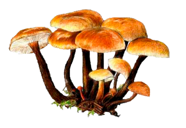 Опёнок осенний рисунок