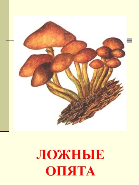 Рисунок гриба опенок осенний