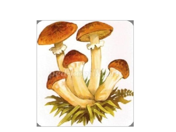 Опята мультяшные