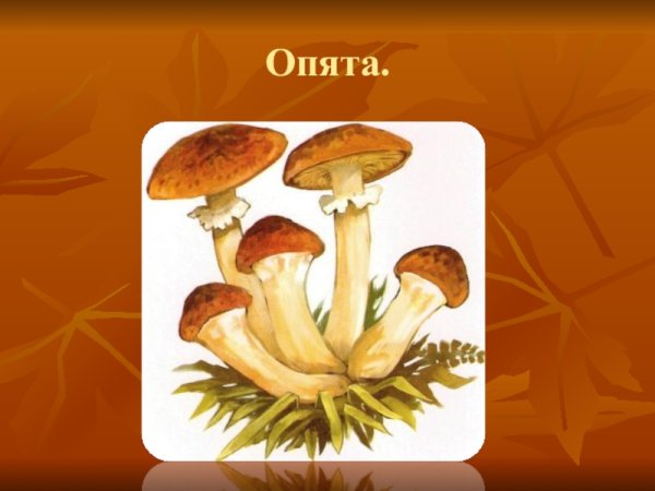 Ложные опята гриб рисунок