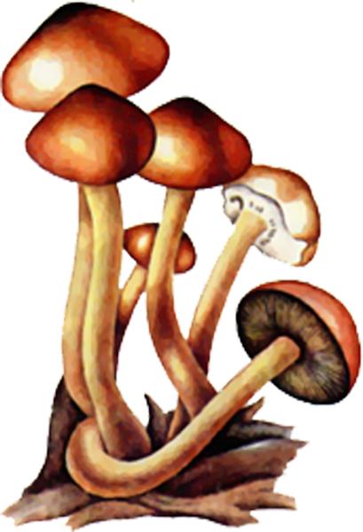 Ложные опята вектор