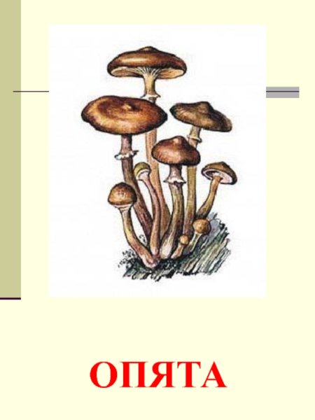 Пеньковые опята рисунок