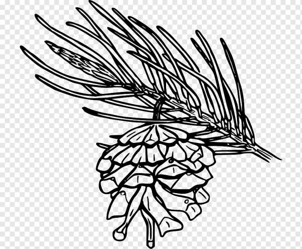 Сосна раскраска