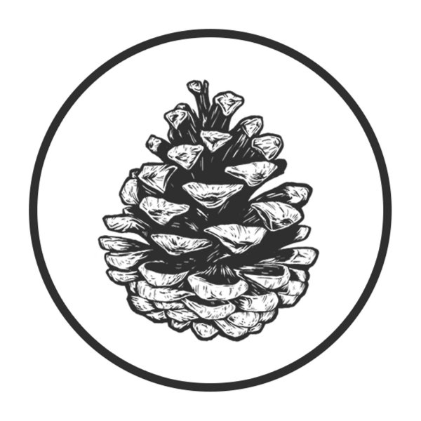 Шишка рисунок карандашом