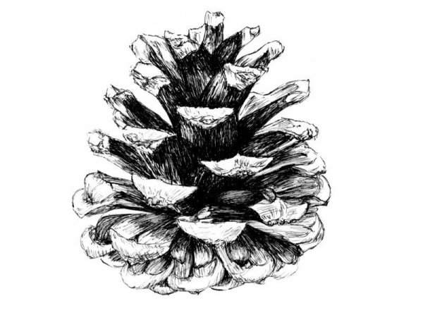 Шишка рисунок