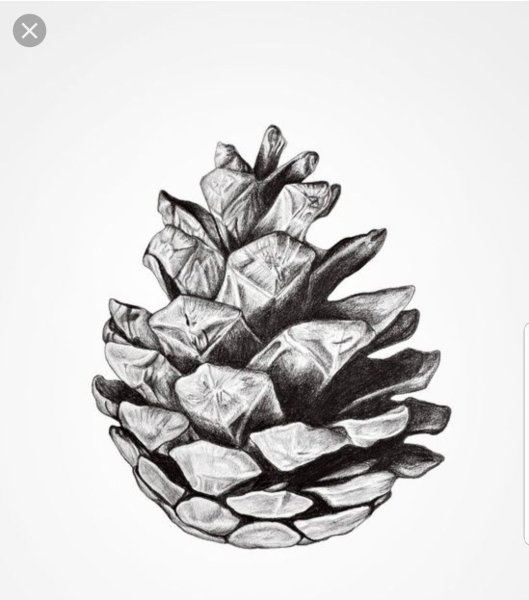 Шишки раскраска для детей