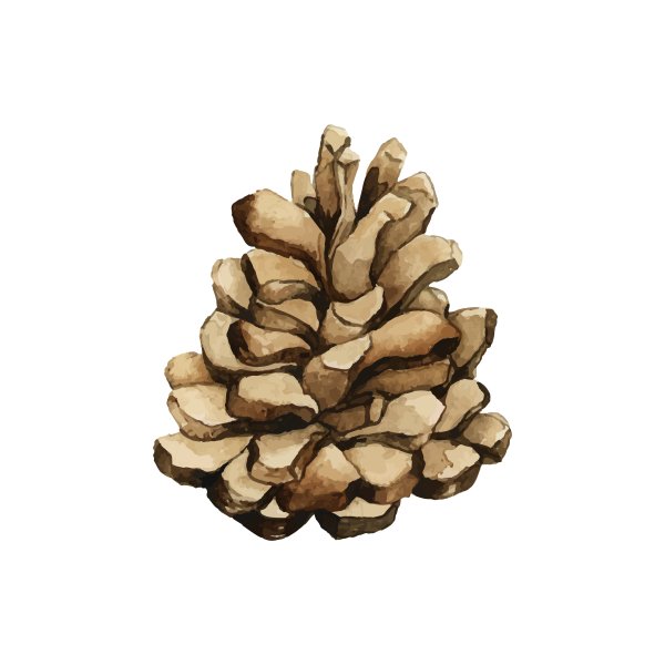 Кедр шишка чешуи