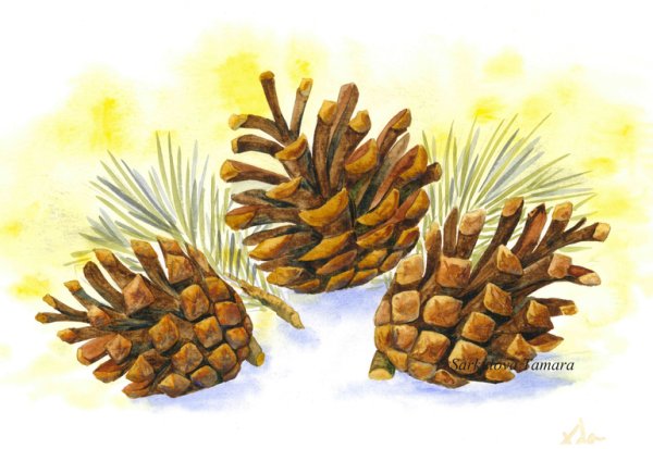 Сосна Кедровая ветка