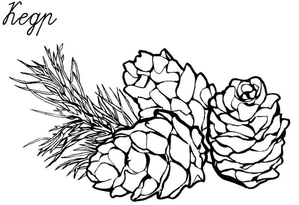 Разукрашка шишка Кедровая