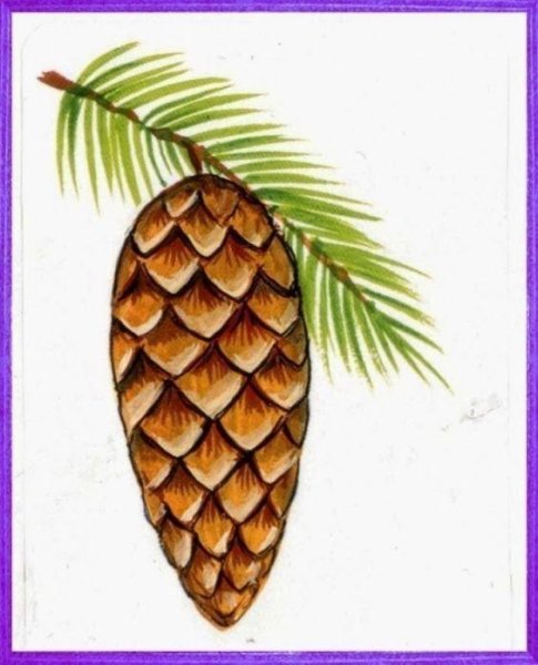 Нарисовать шишку