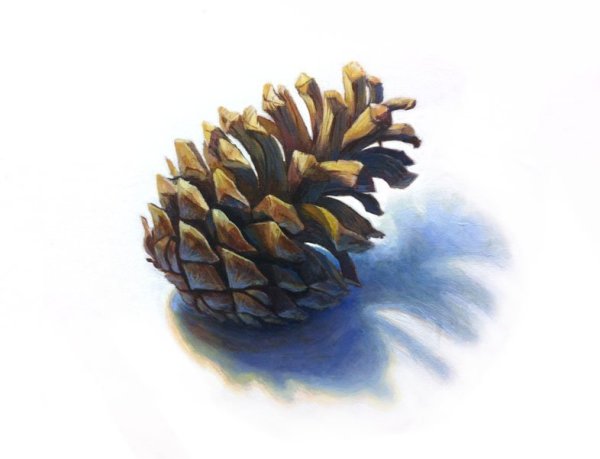 Как нарисовать шишку