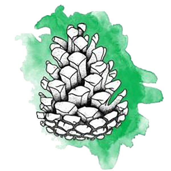 Трафарет шишки