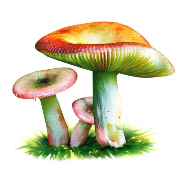 Сыроежка гриб рисунок