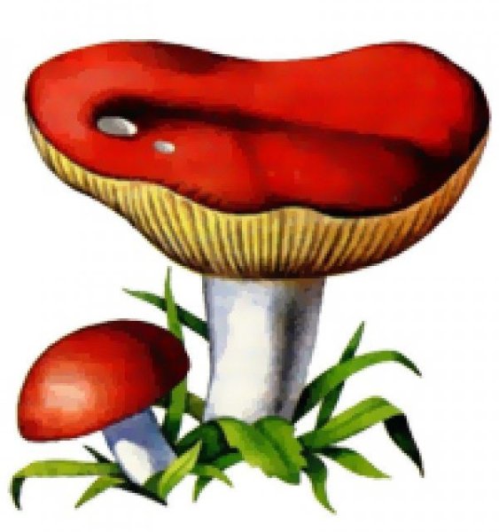 Гриб сыроежка рисунок для детей