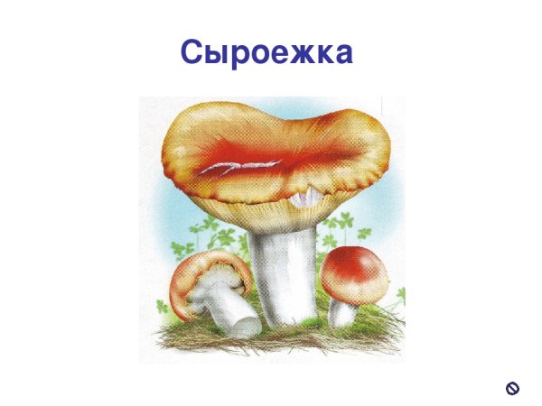 Волнушки грибы