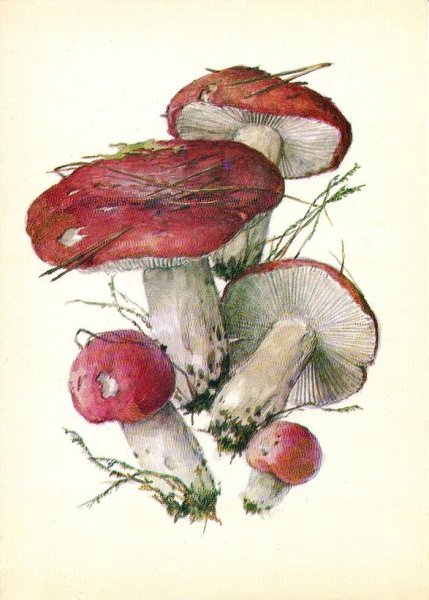 Грибочек сыроежка