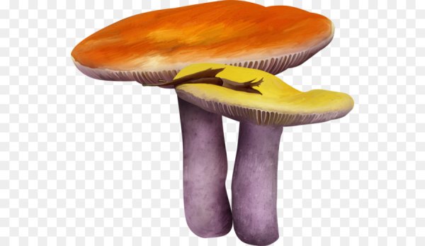 Раскраска гриб сыроежка