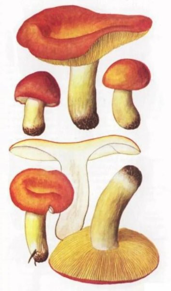 Рисование гриб сыроежка