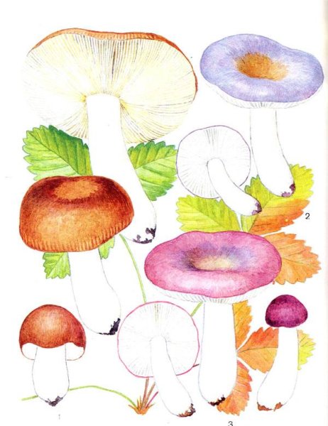 Сыроежка раскраска для детей