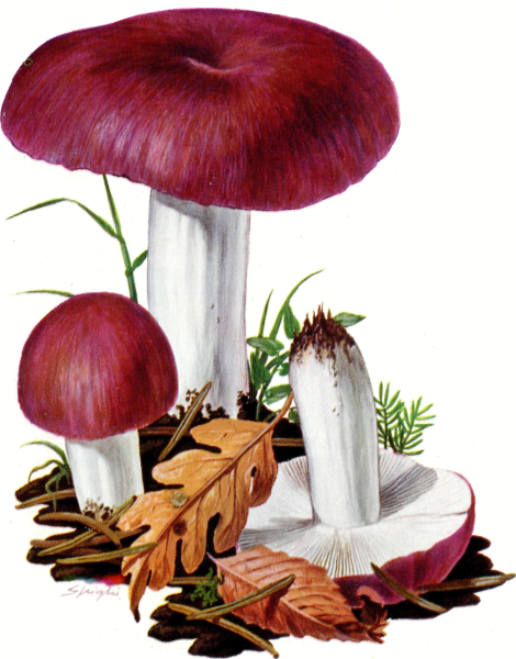 Маска гриб сыроежка